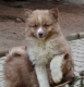 Štěňátka plemene Lapinkoira (Finského laponského psa) s PP