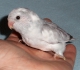 Papoušíček Šedokřídlý ( forpus )