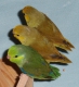 Papoušíček Šedokřídlý ( forpus )