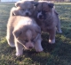 Predam Akita inu japonska akita hachiko