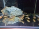PREDAM Melanochromis aureatus - Tlamovec pestrý velke 5-6cm cena-1eu.