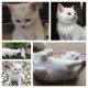 Kocúrik britskej bielej mačky