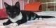 elegantný, jemný kocúrik na adopciu