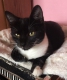 elegantný, jemný kocúrik na adopciu
