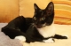 elegantný, jemný kocúrik na adopciu