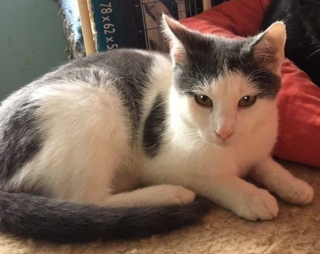 modro-biele polročné mačiatko na adopciu (kocúrik Sid)