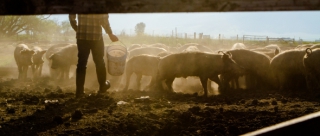 Práca na farme – Belgicko