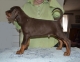 Doberman - štěňata s rodokmenem, výborný původ, ch. stanice z ČR