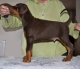 Doberman - štěňata s rodokmenem, výborný původ, ch. stanice z ČR