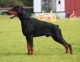 Doberman - štěňata s rodokmenem, výborný původ, ch. stanice z ČR