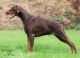 Doberman - štěňata s rodokmenem, výborný původ, ch. stanice z ČR