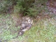 Krásne miesto pre stavbu chaty alebo rodinného domu - Staškov (okr. Čadca)