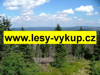 Koupíme lesy na Slovensku