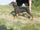 Doberman - štěňata s rodokmenem, výborný původ, ch. stanice z ČR