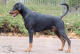 Doberman - štěňata s rodokmenem, výborný původ, ch. stanice z ČR