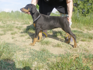 Doberman - štěňata s rodokmenem, výborný původ, ch. stanice z ČR