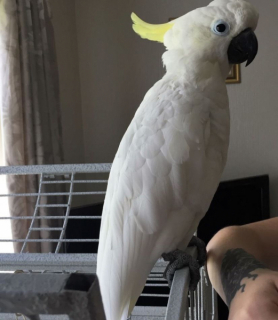Dostupný Kakadu papoušci