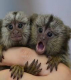 Baby Marmoset opice na prijatie