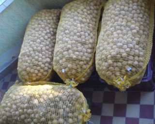 Predám nelúpané vlašské orechy z vlastnej záhrady 80 kg,