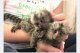 Opice Marmoset na adopciu