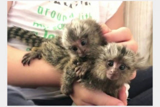 Opice Marmoset na adopciu.