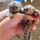Opice Marmoset na adopciu