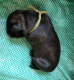 Šarplaninský pastevecký pes, štěně s PP, prodej