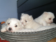 Tri maltézske šteniatka na predaj