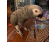 Charlie africký sivý papagáj veľmi milujúci a priateľský