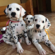 Čistokrvné šteniatka dalmatíncov