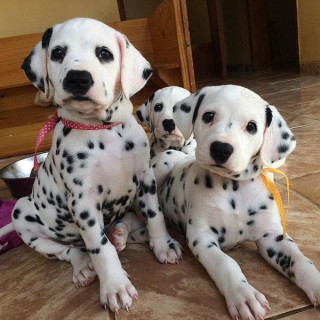 Čistokrvné šteniatka dalmatíncov