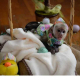 Rozkošná a sladká kapucínska opica