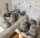 British shorthair kittens for adoption