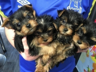 yorkshire terrier s FCI