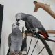 Africké papagáje šedé na predaj