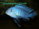 africke-cichlidy