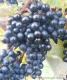 Predám sadenice viniča - veľa odrôd - zaslanie aj na Slovensko