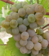 Predám sadenice viniča - veľa odrôd - zaslanie aj na Slovensko
