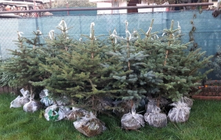 Smrek pichľavý na vianočný stromček alebo živý plot.