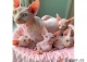 sphynx-maciatka-na-adopciu